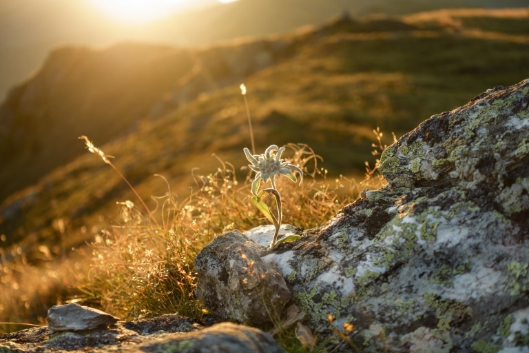 Edelweiss Alpenblume auf Fels